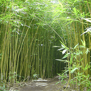 Bambusz ültetvény